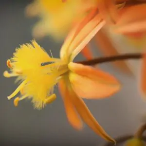 Bulbine frutescens Orange -