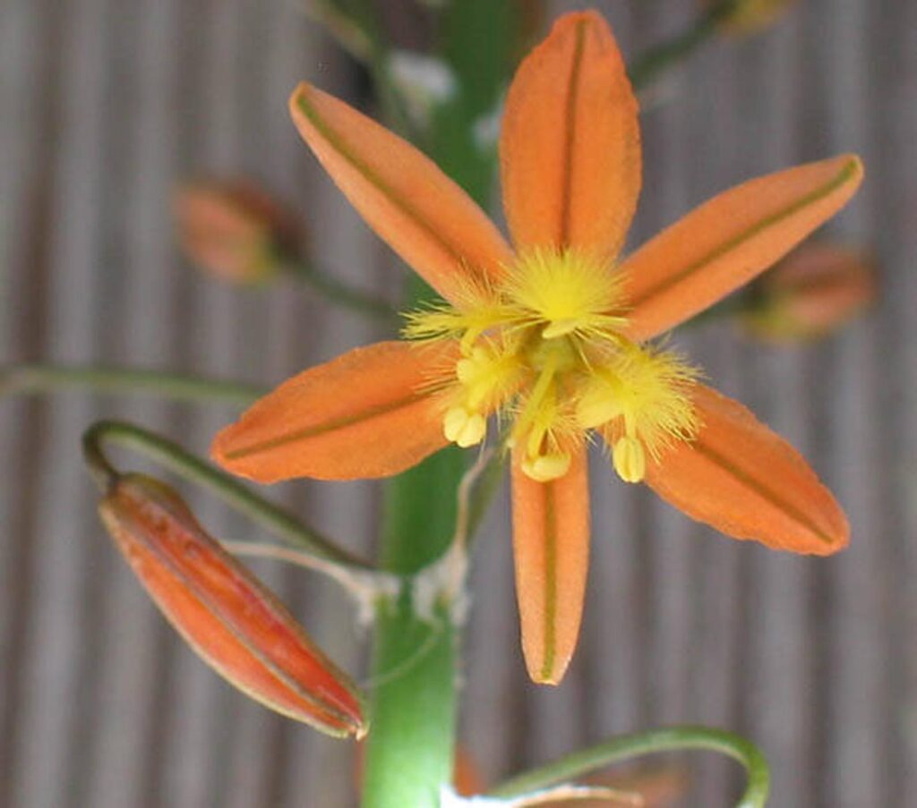 Bulbine frutescens Orange Quinta dos Ouriques