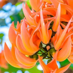 Butea monosperma - Flame of the Forest, Parrot Tree