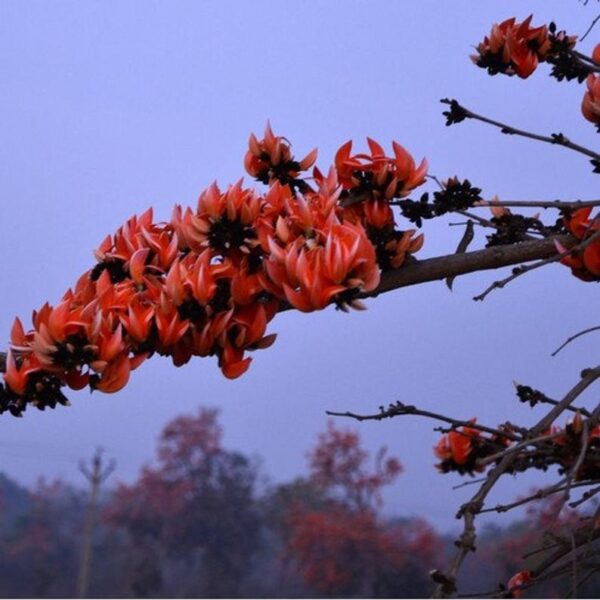 Butea monosperma - Flame of the Forest, Parrot Tree - Image 4