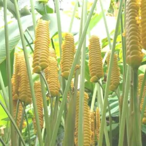 Calathea crotalifera - Yellow Rattleshaker, Rattlesnake Plant