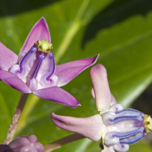 Calotropis gigantea var. purple - Crown Flower, Giant Milkweed, Aak, Alarka, Arbre a soie, Arka, Biduri, Bows