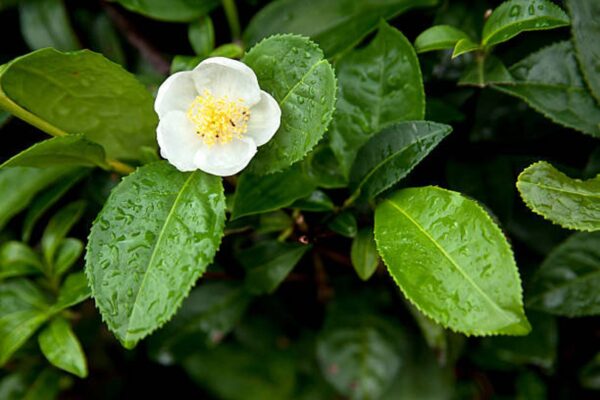 Camellia sinensis 'Darjeeling' - Darjeeling Tea Shrub, Tea Plant, Thea Chinensis, Tea Tree, Chai, Tea Shrub