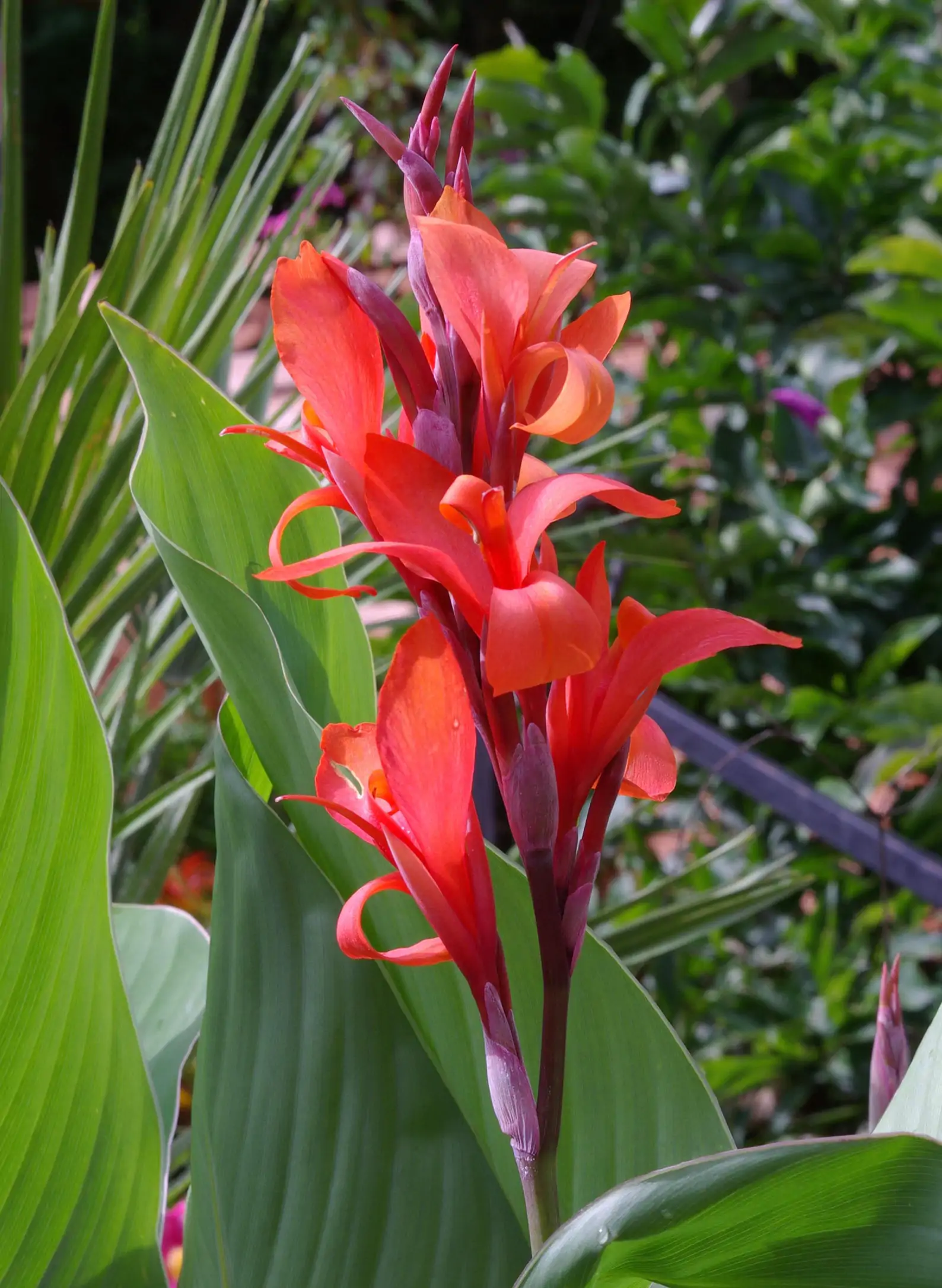 Canna indica Canna Lily Quinta dos Ouriques