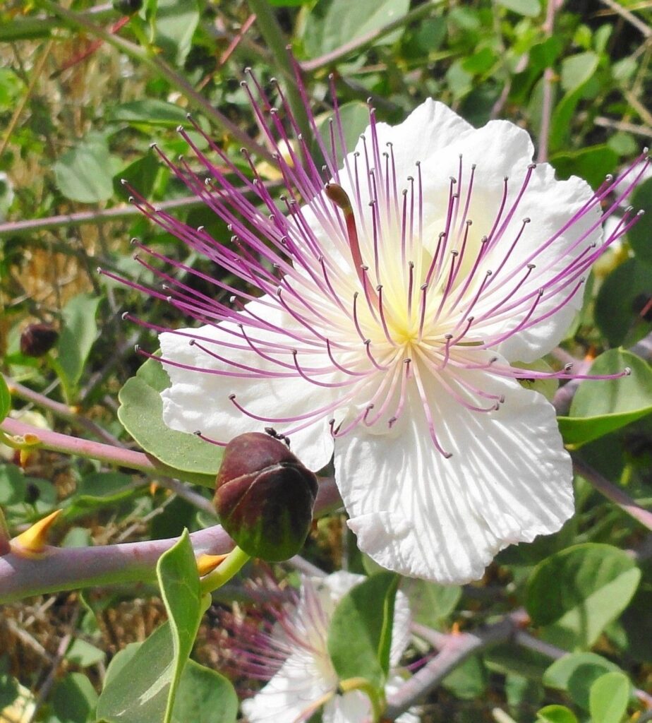 Capparis spinosa Flinders Rose, Caper Bush, Caper, Kapper, Echter Kapernstrauch, Alcaparro