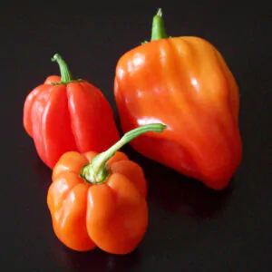 Capsicum chinense X Capsicum frutescens - Bhut Jolokia, Ghost Pepper