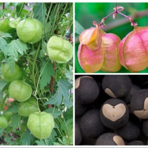 Cardiospermum halicacabum - Love Puff Heart Vine