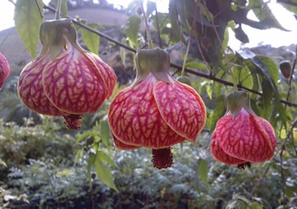 Cardiospermum halicacabum - Love Puff Heart Vine - Image 2