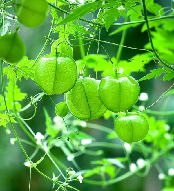 Cardiospermum halicacabum - Love Puff Heart Vine - Image 3