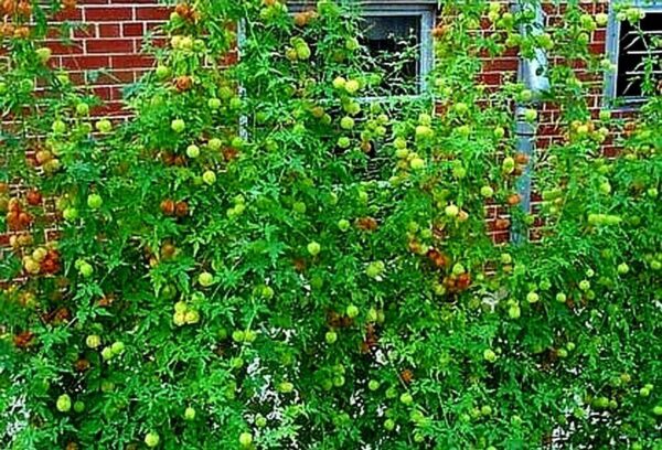 Cardiospermum halicacabum - Love Puff Heart Vine - Image 4