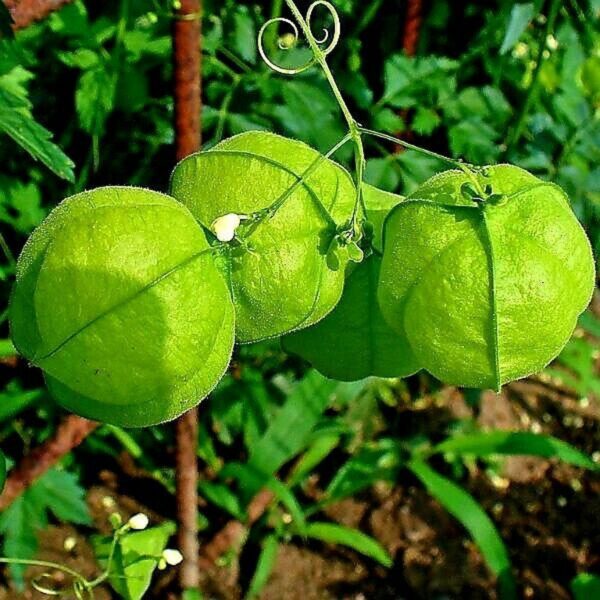 Cardiospermum halicacabum - Love Puff Heart Vine - Image 5