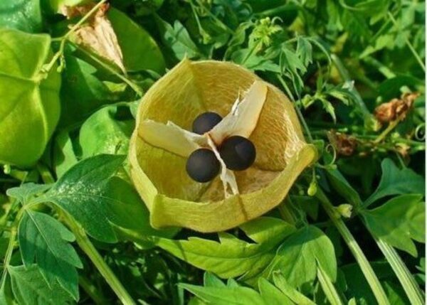 Cardiospermum halicacabum - Love Puff Heart Vine - Image 6