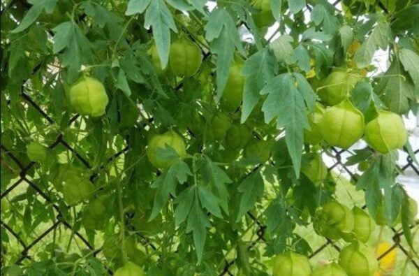 Cardiospermum halicacabum - Love Puff Heart Vine - Image 7