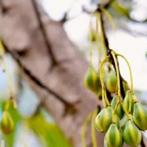 Carica lanceolata - Papaya of bolivia, papaya honey bee, papaya papaya leaf of spear