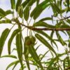 Carica lanceolata - Papaya of bolivia, papaya honey bee, papaya papaya leaf of spear - Image 4