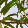 Carica lanceolata - Papaya of bolivia, papaya honey bee, papaya papaya leaf of spear - Image 5