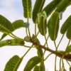 Carica lanceolata - Papaya of bolivia, papaya honey bee, papaya papaya leaf of spear - Image 6