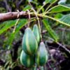 Carica lanceolata - Papaya of bolivia, papaya honey bee, papaya papaya leaf of spear - Image 7