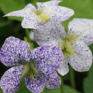 Viola sororia 'Frecklesá - Carijó violet, freckle violet, freckles viola, freckles viola, pansy carijó
