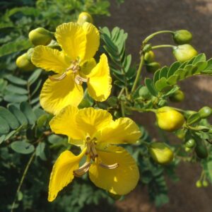 Senna auriculata / Cassia auriculata / Cassia densistipulata - Matura Tea Tree, Avaram Aenna, Ranawara