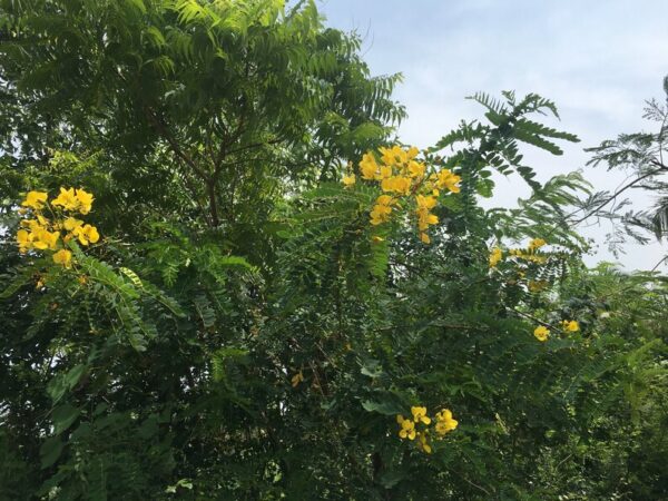 Senna auriculata / Cassia auriculata / Cassia densistipulata - Matura Tea Tree, Avaram Aenna, Ranawara - Image 2