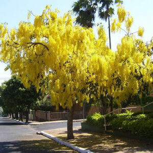 Cassia fistula - Golden Shower Tree