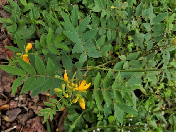 Cassia occidentalis / Senna occidentalis - coffee senna, coffeeweed - Image 2