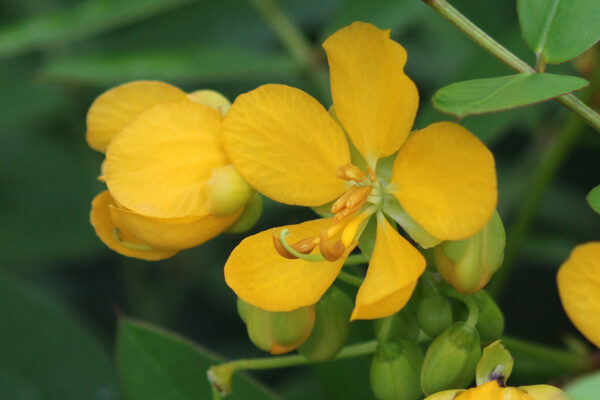 Cassia occidentalis / Senna occidentalis - coffee senna, coffeeweed - Image 4