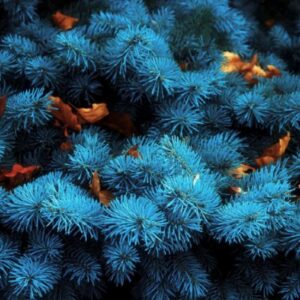 Cedrus atlantica 'Glauca' / Cedrus libani subsp. atlantica - Blue atlas cedar, blue atlantic cedar, lebanon cedar atlantic variety