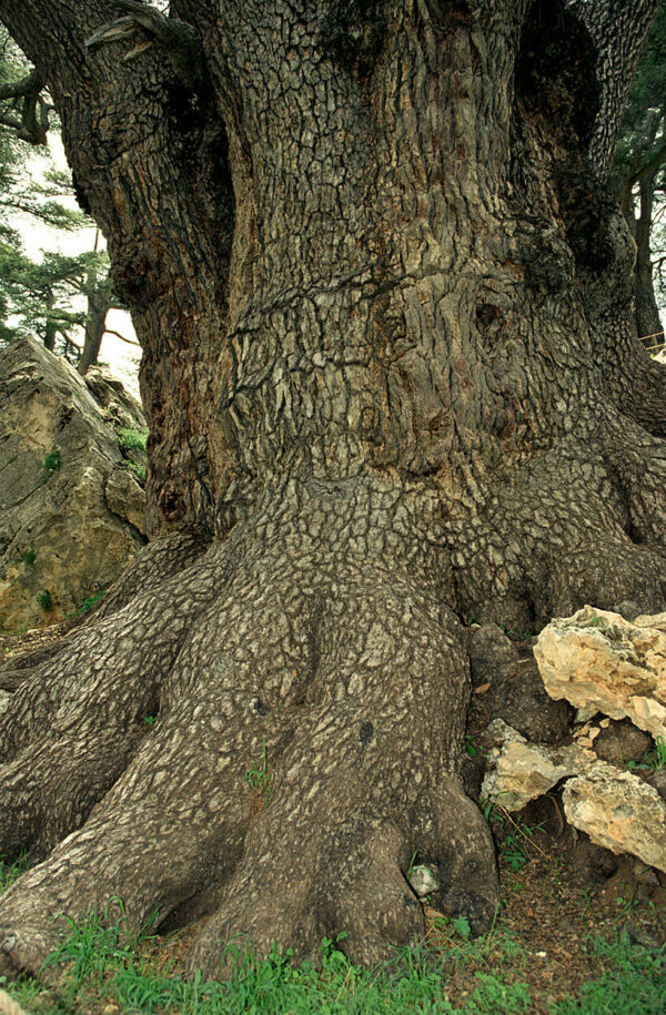 Cedrus libani var. libani - Lebanon Cedar - Image 3