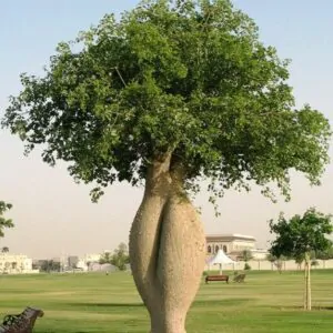 Ceiba speciosa - Bottle tree