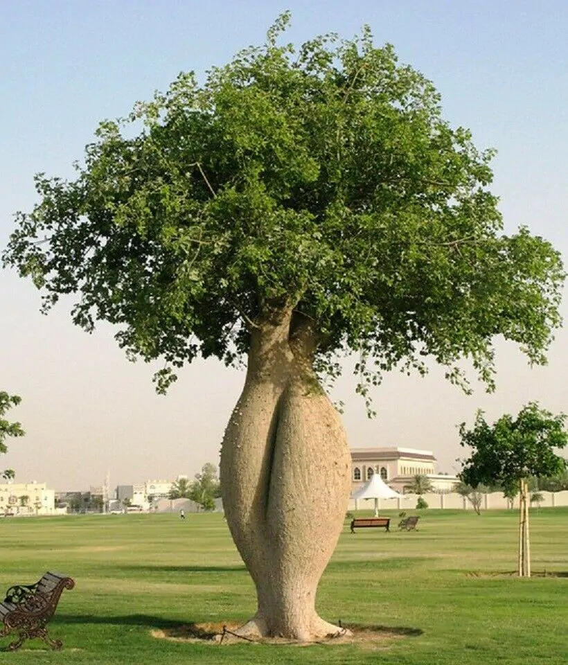 Ceiba speciosa - Bottle tree - Quinta dos Ouriques