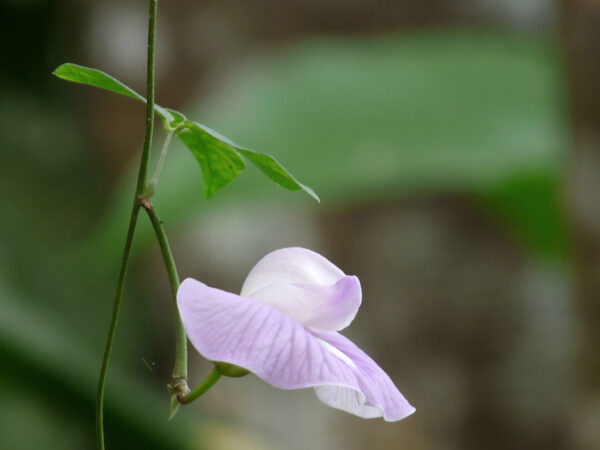 Centrosema pubescens - Centro, Butterfly Pea