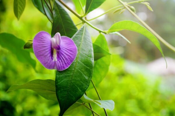 Centrosema pubescens - Centro, Butterfly Pea - Image 2