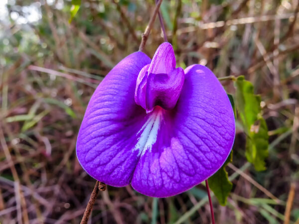 Centrosema pubescens - Centro, Butterfly Pea - Image 3