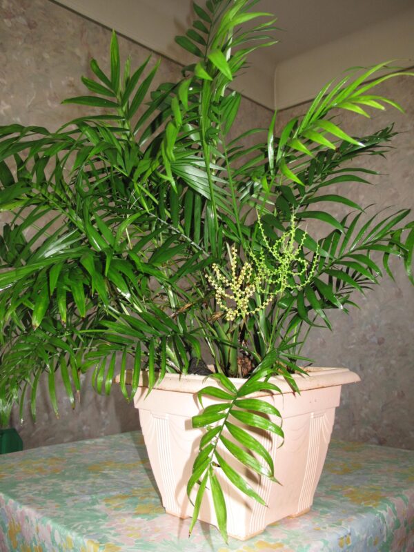 Chamaedorea elegans - Parlor Palm - Image 3