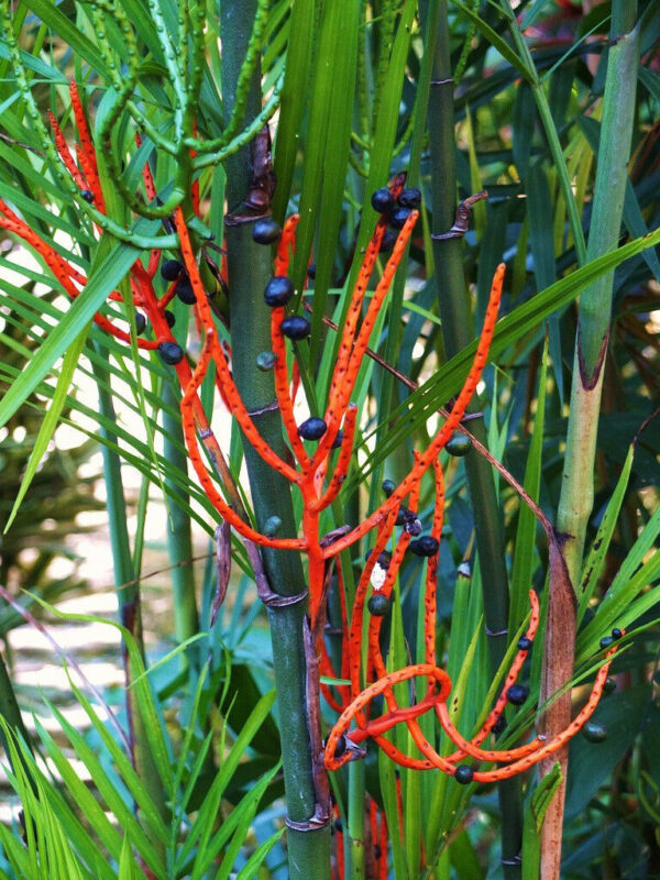 Chamaedorea seifrizii - Seifriz's Bamboo Palm