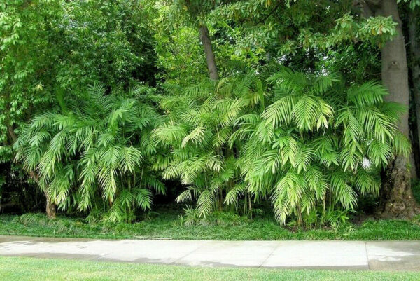 Chamaedorea seifrizii - Seifriz's Bamboo Palm - Image 2