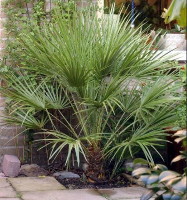 Chamaerops humilis var. cerifera - Blue Mediterranean Fan Palm