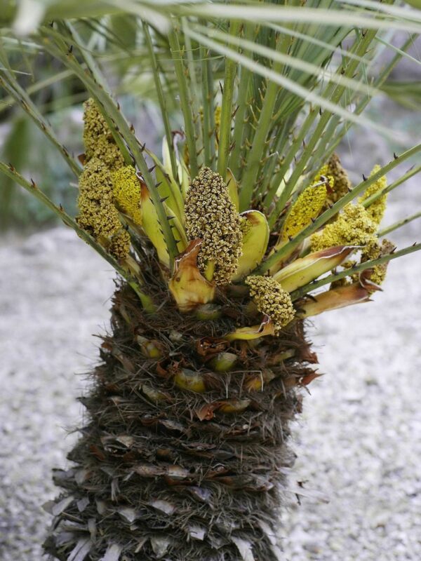 Chamaerops humilis var. cerifera - Blue Mediterranean Fan Palm - Image 2