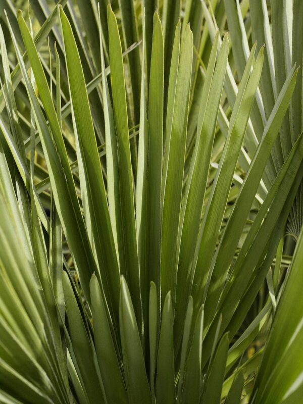 Chamaerops humilis var. cerifera - Blue Mediterranean Fan Palm - Image 3