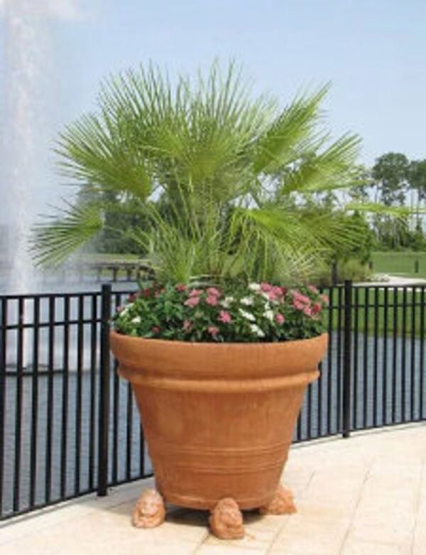 Chamaerops humilis var. cerifera - Blue Mediterranean Fan Palm - Image 4