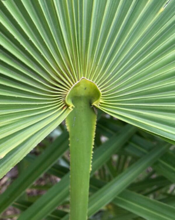 Chamaerops humilis var. cerifera - Blue Mediterranean Fan Palm - Image 5