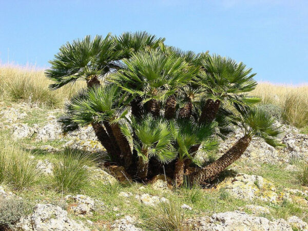 Chamaerops humilis var. cerifera - Blue Mediterranean Fan Palm - Image 6