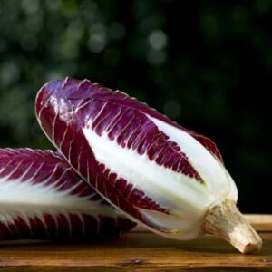 Cichorium intybus 'Rossa Di Treviso' - Purple Italian Endive, Purple Treviso Chicory, Radicchio