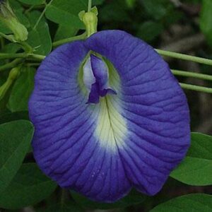 Clitoria ternatea var. ternatea - Blue Single, Butterfly Bea, Blue Pea, Kordofan Pea, Cordofan Pea, Asian Pigeon