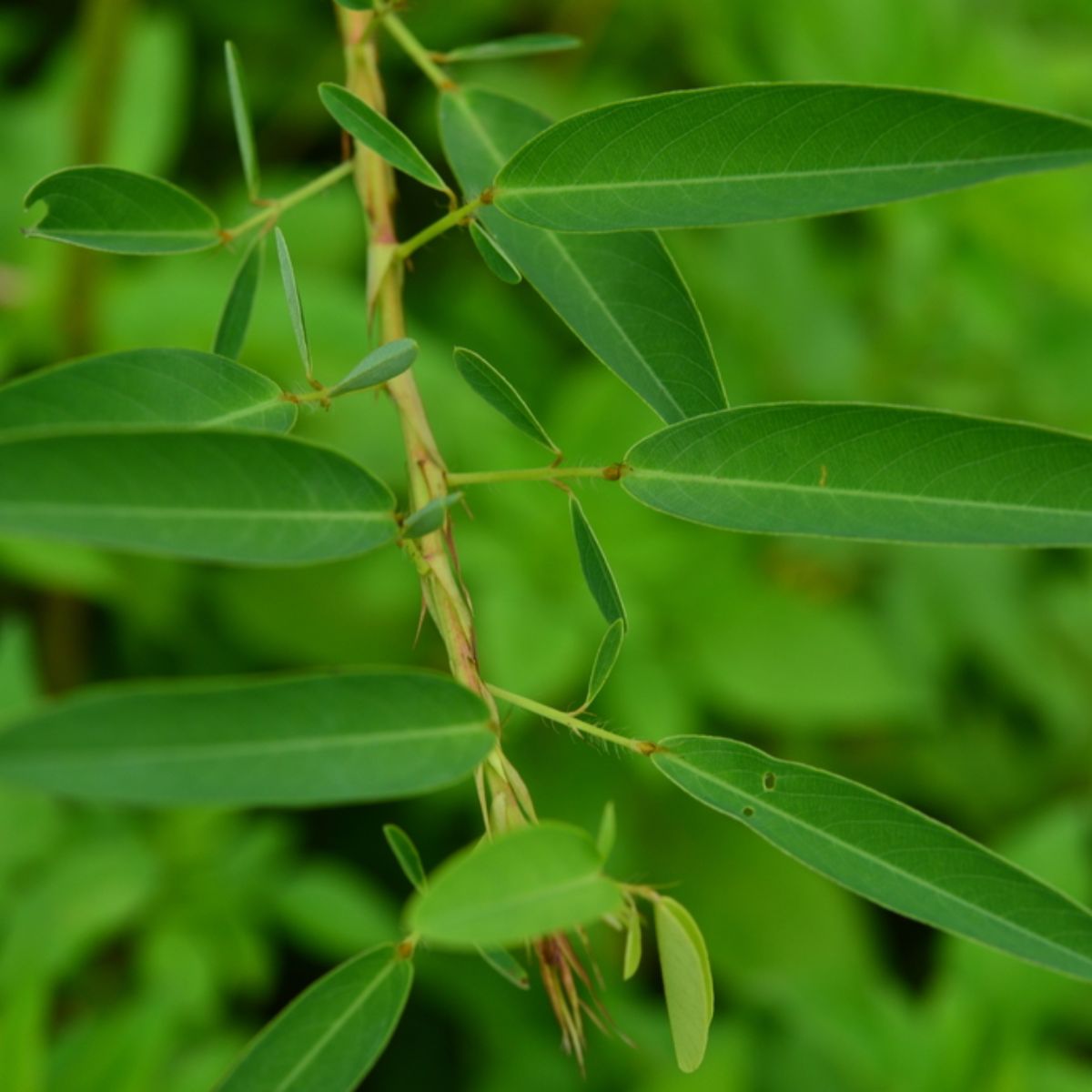 La plante qui danse - Desmodium gyrans syn. Codariocalyx motorius