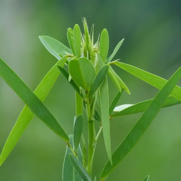 Codariocalyx motorius / Desmodium gyrans green midrib - Telegraph Plant - Image 3