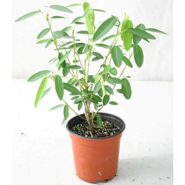 Codariocalyx motorius / Desmodium gyrans green midrib - Telegraph Plant - Image 6