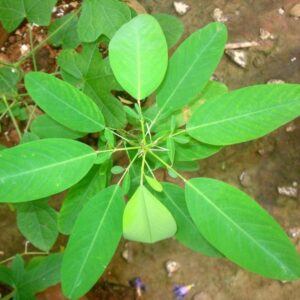Codariocalyx motorius / Desmodium gyrans green midrib - Telegraph Plant